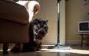 Sonnette, aspirateur, micro-ondes… pourquoi les bruits soudains stressent tant votre chat et comment l’aider à se sentir en sécurité chez vous