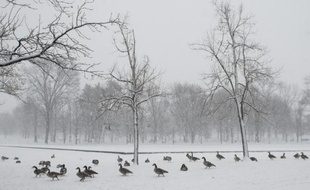 Des oies à Washington, le 5 mars 2015