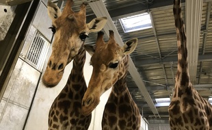 Aurore, Adège et Gomy, trois des 12 femelles girafes que compte le zoo de Vincennes