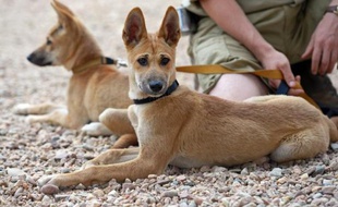 Les dingos galopent à travers les plaines de l'Australie depuis des milliers d'années. Mais cette sous-espèce du loup, animal emblématique de l'île-continent, pourrait disparaître en raison des croisements avec les chiens sauvages ou domestiques.