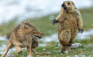 The Moment. - Yongqing Bao / Wildlife Photographer of the Year