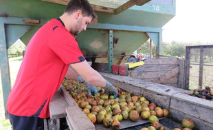 La production de pommes à cidre sera en fort recul cette année en Bretagne.