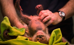 L'orang-outan Rieke, au zoo de Berlin, le 6 février 2015.