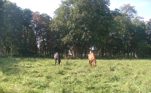 Quatre chevaux sont accueillis dès cette semaine dans le parc de 6 hectares de cet hôpital