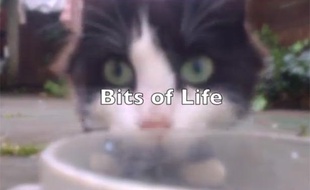 Capture d'écran de la vidéo «Bits of life» de Michał Mikołaj Wojtunik, le 12 novembre 2013.