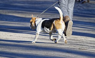 Un chien et son maître.