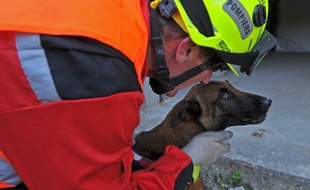 Dans le cadre d'une étude tout juste lancée, des chiens habitués à rechercher des personnes disparues ou à flairer sont entraînés à détecter l'odeur spécifique du Covid-19.