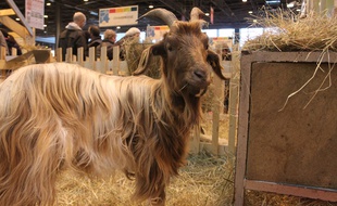Une chèvre des Pyrénées, au Salon de l'agriculture le 23 février 2015.