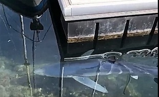 Profitant de l'activité à l'arrêt en raison du coronavirus, le requin s'est baladé dans le port de plaisance de Sète. Avant de disparaître comme il était venu.