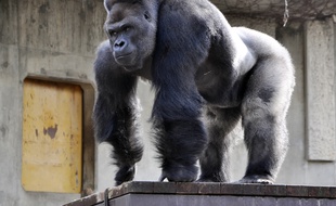 Un gorille dans un zoo japonais (illustration).