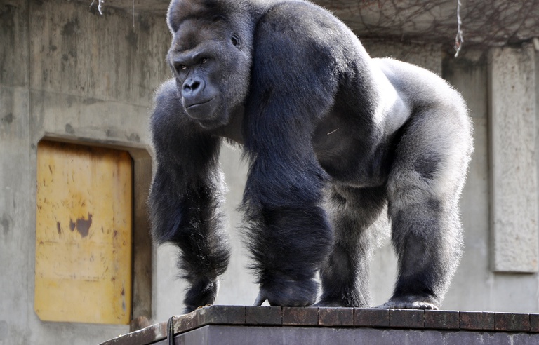 Video Etats Unis Un Enfant Tombe Dans L Enclos Du Gorille Le Zoo Tue L Animal