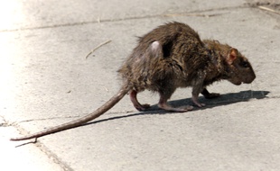 Un rat, photo dillustration.
