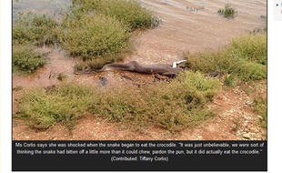 Un crocodile avalé par un python en Australie, capture d'écran du site de ABC Northwest Queensland.