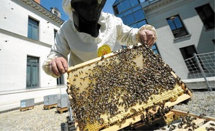 Les abeilles, venues de l'île d'Ouessant, vont butiner sur trois kilomètres.