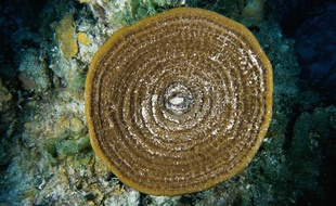 Pour créer leur molécule capable de tuer des cellules cancéreuses, les chercheurs se sont inspirés de celle présente naturellement dans des éponges marines des Caraïbes.