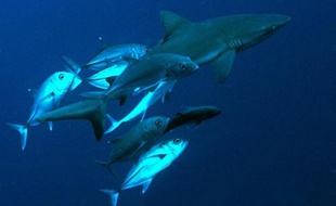 Image fournie à l'AFP le 20 juin 2009 d'un requin bleu au large de l'île du Pacifique de Palau