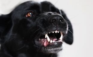 Un chien (illustration)