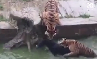 Mécontents, les investisseurs du zoo ont jeté un âne dans la fosse aux tigres.