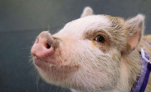 Illustration d'un cochon.