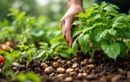 Après un orage, ne ramassez plus les branches tombées ! Le secret pour booster votre potager tout l’été sans rien dépenser