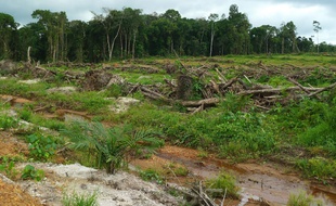 Les forêt primaire du Liberia en train de disparaître en 2013.