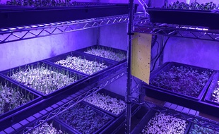 Des plants de minipousses produits dans l'une des cellules.