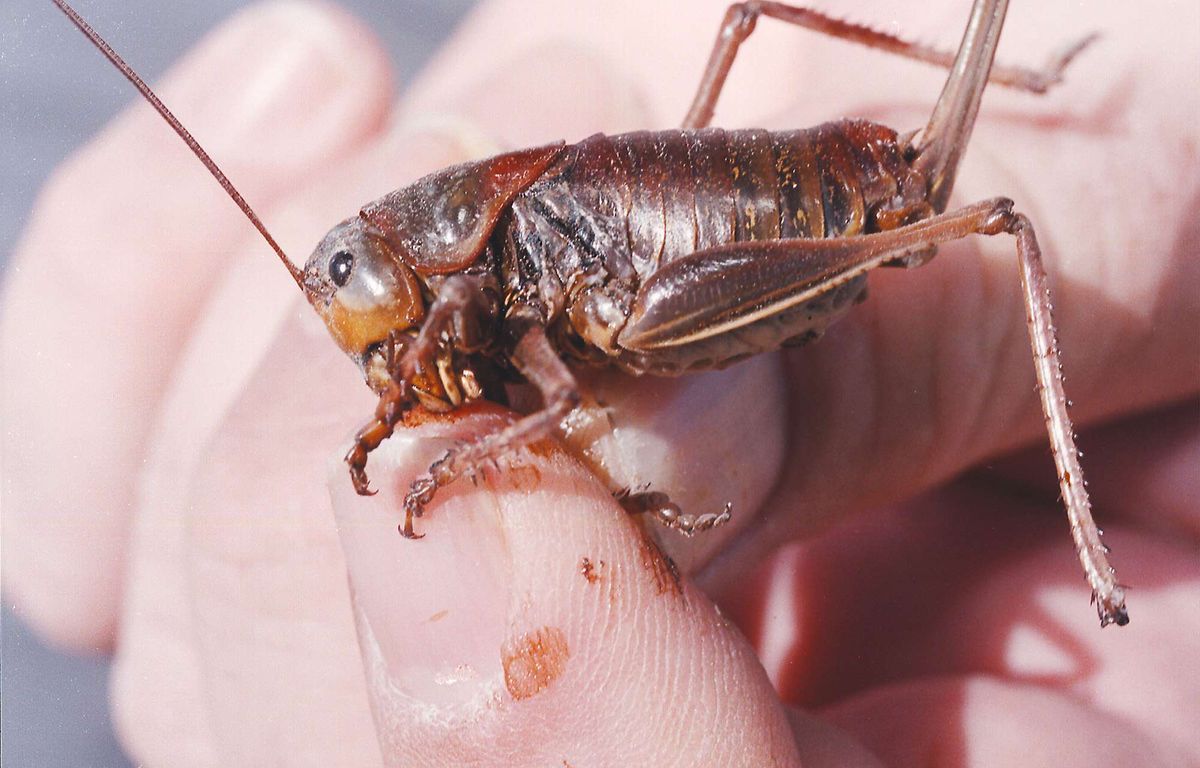 Aux Etats-Unis, des millions de criquets envahissent la ville d'Elko