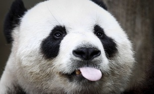 Xing Xing, un panda du zoo de Kuala Lumpur, en décembre 2015.