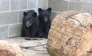Capture d'écran de deux oursons, sauvés de l'euthanasie par un garde-chasse canadien, le 5 juillet 2015.