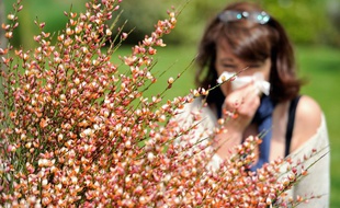 Les pollens sont de sortie avec le redoux des températures (image d'illustration).