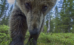 Un ours brun d'Europe en Finlande, le 5 juin 2015.