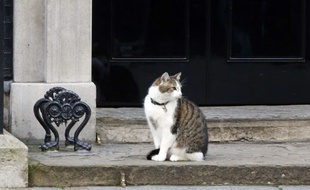 Larry le chat, contrairement à David Cameron, ne quittera pas le 10 Downing Street.
