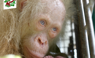 Alba, une orang-outan albinos aux yeux bleus enfermée dans une cage par des villageois et secourue par les défenseurs des animaux.