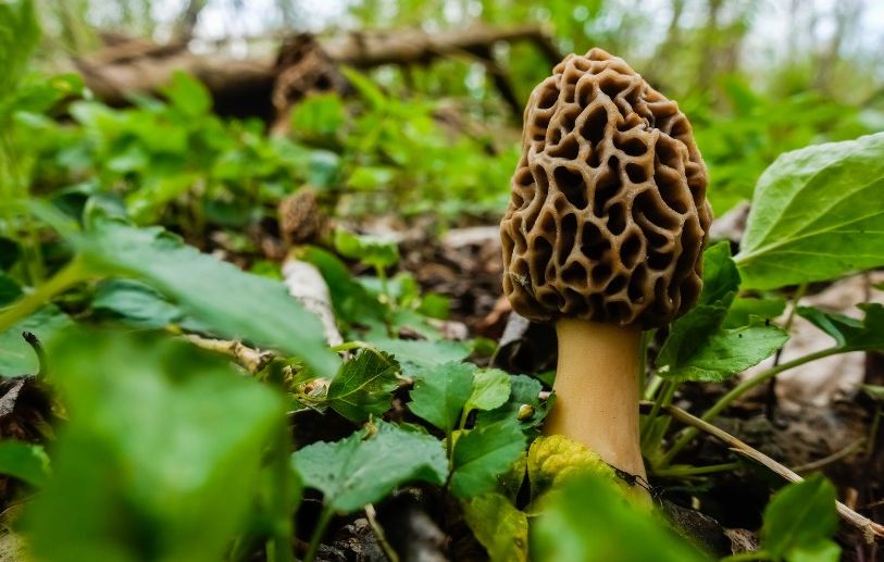 La saison des morilles bat son plein pour encore une quinzaine de jours. Des cartes interactives payantes promettent aux promeneurs d'en trouver davantage. (Illustration)