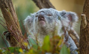 Un koala du Quennsland au Zoo de Schooenbrunn à Vienne, le 27 août 2014
