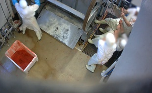 L'association L214 a révélé ce mercredi une vidéo enregistrée notamment à l'abattoir du Mercantour