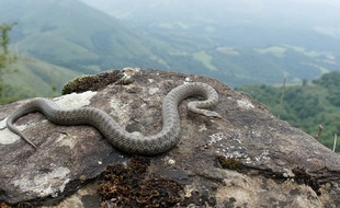 La coronelle lisse, ou Coronella austriaca, est une espèce que l'on trouve en Nouvelle-Aquitaine, notamment dans les Pyrénées.