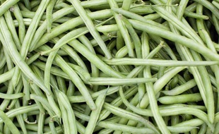Des haricots verts. (illustration).