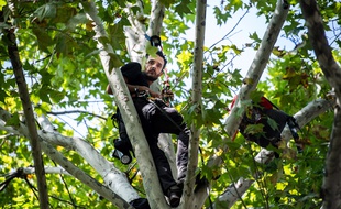 Thomas Brail, un militant écologiste, perché dans un platane à Paris pour protester contre l'abattage d'arbres dans le Gers.