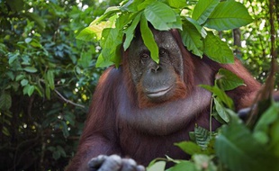 Un orang-outan à Bornéo.