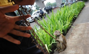 "Qu'est-ce qu'ils veulent qu'on fasse? Qu'on mendie?": pour subsister, Ilin Satrio fait danser un macaque au bout d'une chaîne. Mais la pratique, décriée pour sa barbarie, est désormais interdite à Jakarta, privant de ressources des centaines de pauvres.