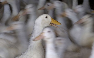 Illustration d'un élevage de canards