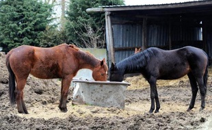 Le trafic de chevaux, tués à l'insu de leurs propriétaires pour être écoulés dans l'alimentation humaine, ne présente pas de risque pour la santé humaine "à ce stade", a assuré mercredi en France le patron de la Direction générale de l'alimentation mercredi.