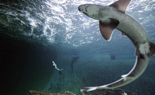 Illustration d'un requin émissole dans un aquarium.