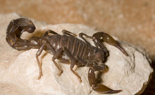 Le zoo de San Francisco propose aux amoureux éconduits d'adopter des scorpions ou des cafards pour la Saint-Valentin.