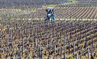 Des vignes en Bourgogne, le 23 mars 2020.