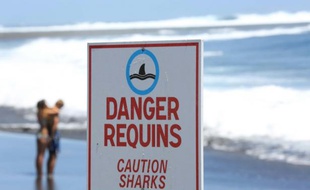 Un requin attaque un surfeur sur le spot de Saint-Leu à La Réunion, le mordant sévèrement au bras droit
