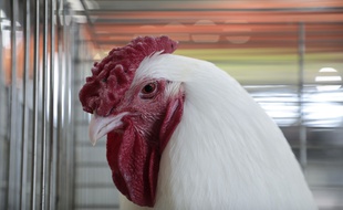 Un poulet. (Illustration)