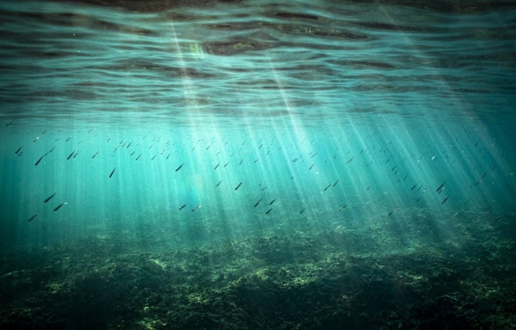Méditerranée : Tortues, coraux, poissons... Quels effets ont les fortes variations de température des eaux de surface ?