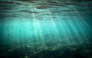 Quels effets ont les fortes variations de température des eaux de surface ?